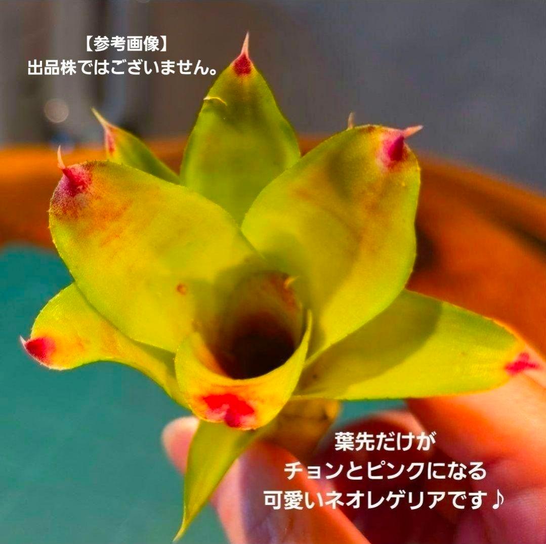 【ネオレゲリア ベストオブショー】まだ子株出るかも♪ 開花済 タンクブロメリア
