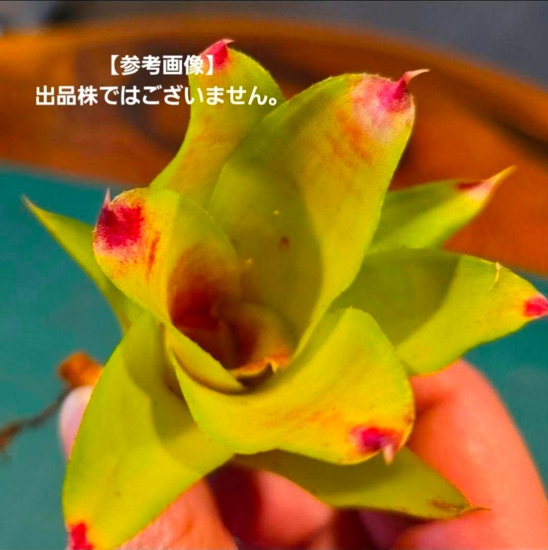 【ネオレゲリア ベストオブショー】まだ子株出るかも♪ 開花済 タンクブロメリア