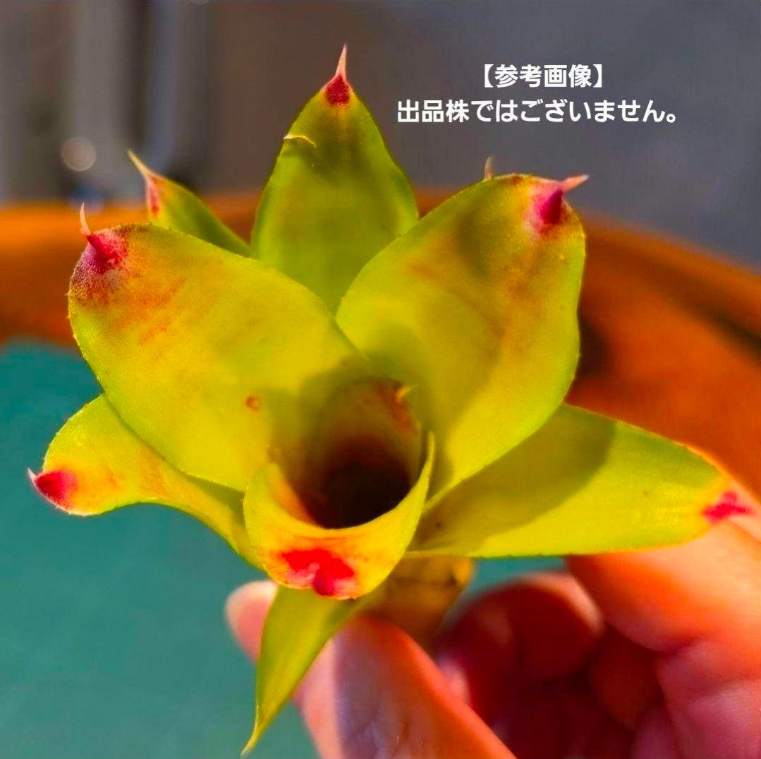 【ネオレゲリア ベストオブショー】まだ子株出るかも♪ 開花済 タンクブロメリア