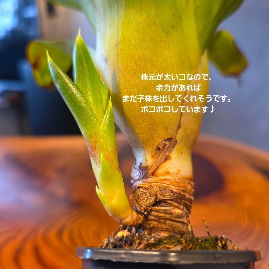 【ネオレゲリア ベストオブショー】まだ子株出るかも♪ 開花済 タンクブロメリア