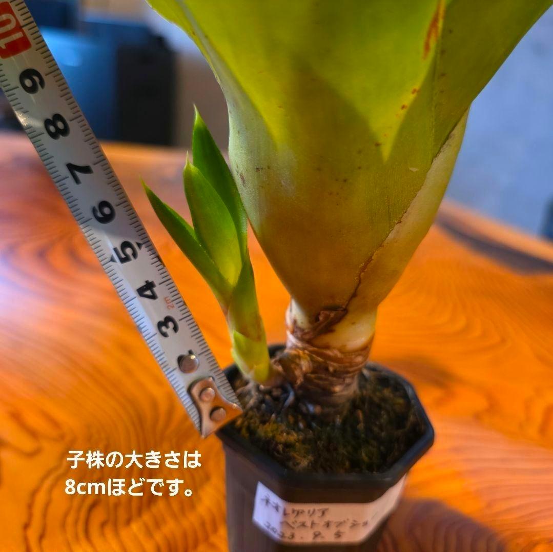 【ネオレゲリア ベストオブショー】まだ子株出るかも♪ 開花済 タンクブロメリア