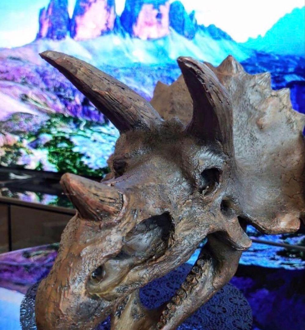 ✨大迫力✨ トリケラトプス　恐竜の化石 レプリカ ジュラシックワールド