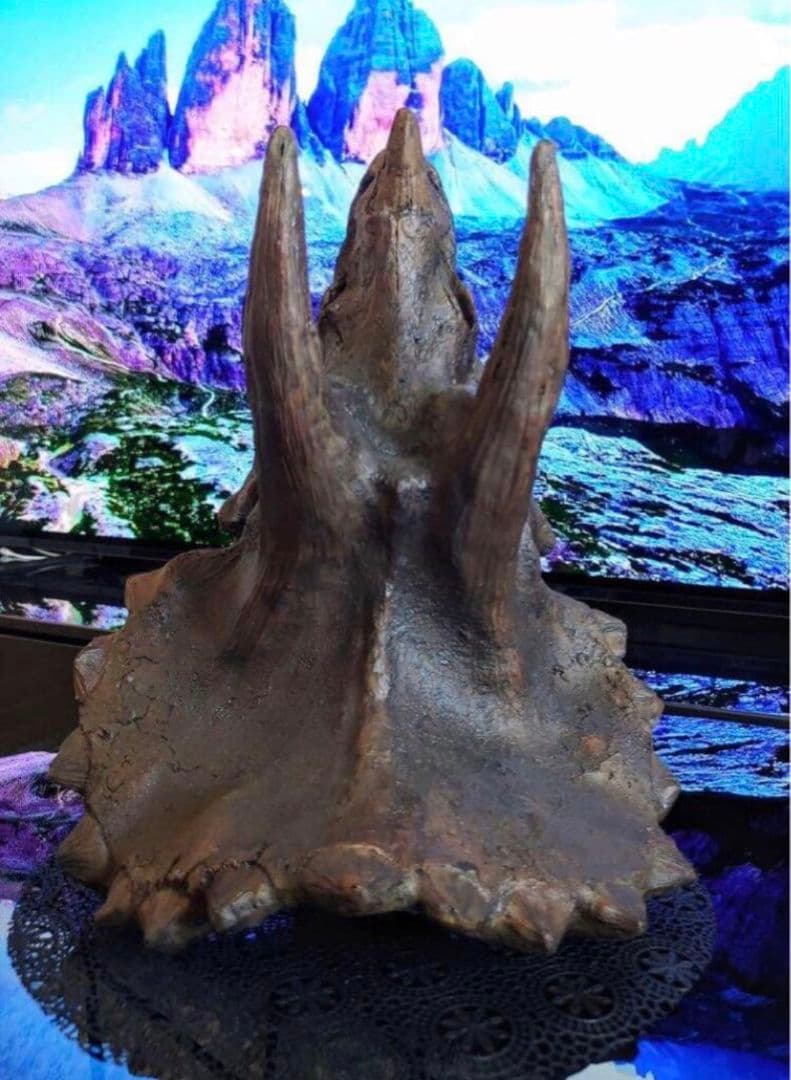 ✨大迫力✨ トリケラトプス　恐竜の化石 レプリカ ジュラシックワールド