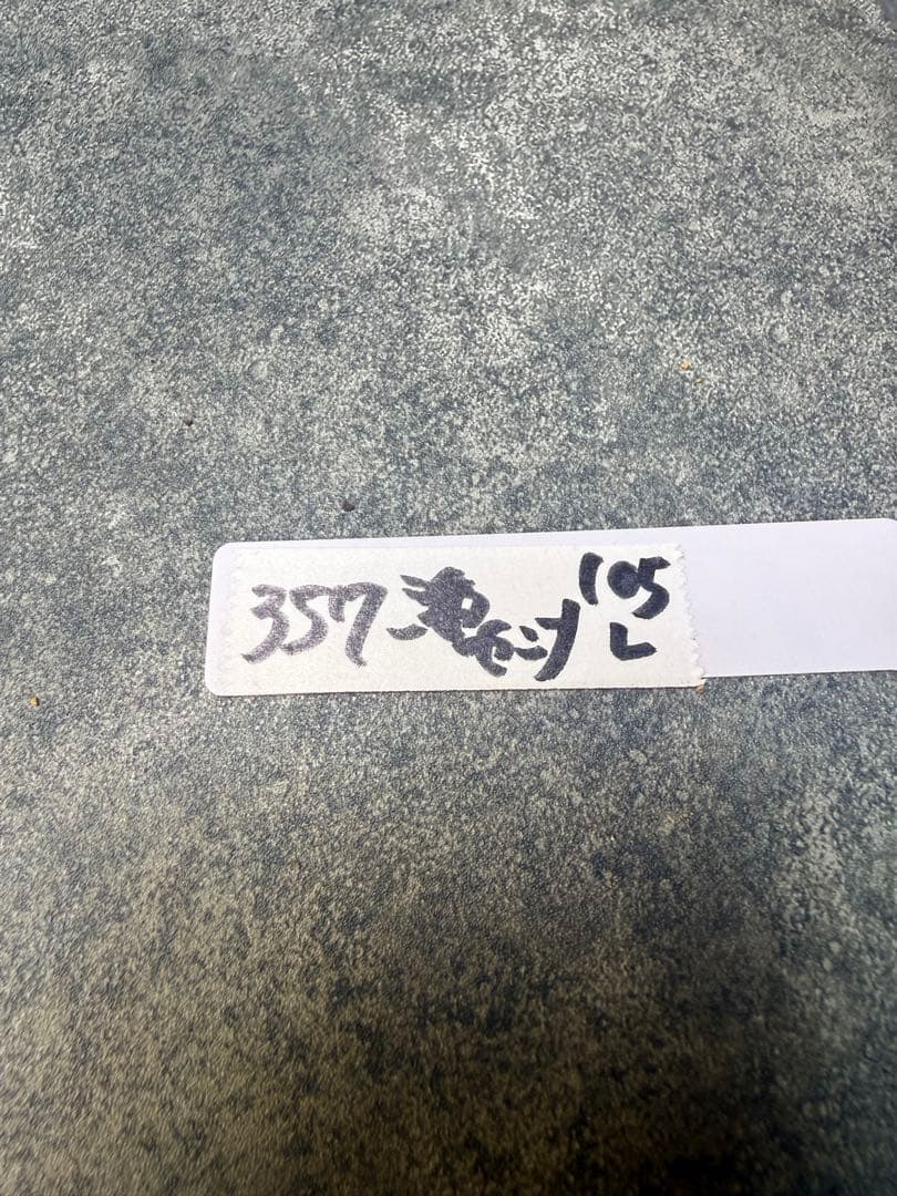 センナ　メリディオナリス　海外実生　発根済み　357