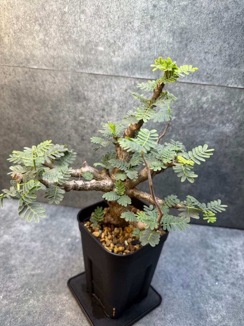 センナ　メリディオナリス　海外実生　発根済み　357