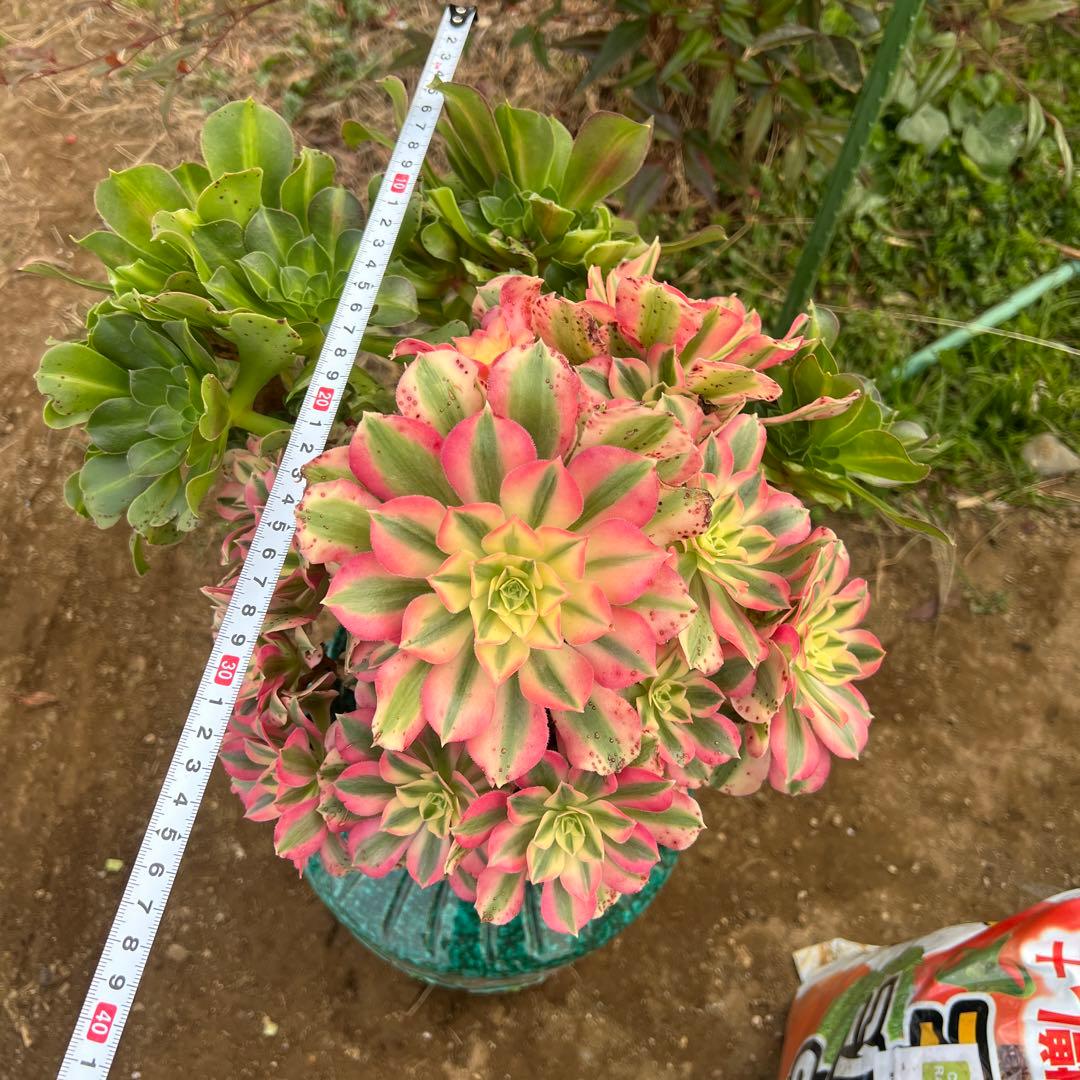 多肉植物。 ピンク魔女七彩法師錦。群生