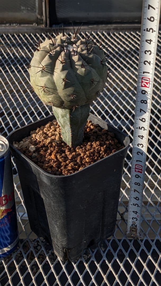 黒王丸① コピアポア シネレア サボテン 多肉植物