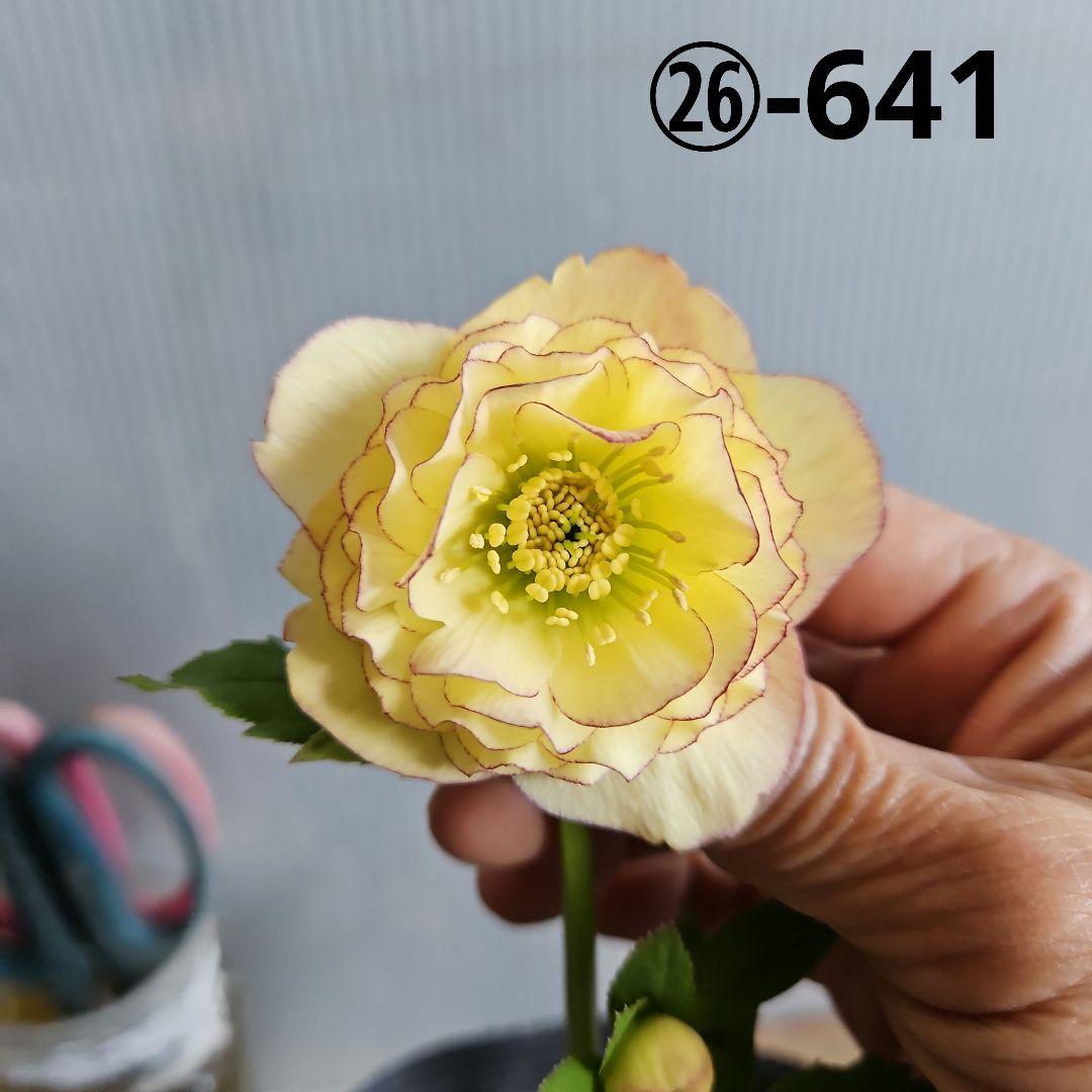 ㉖-641クリスマスローズ