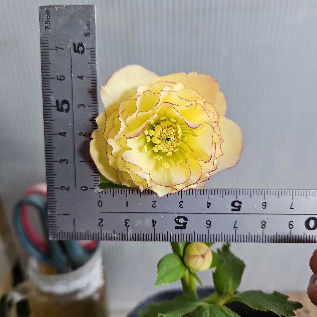 ㉖-641クリスマスローズ