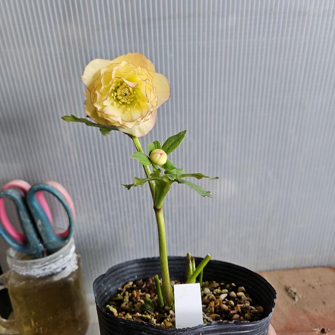 ㉖-641クリスマスローズ