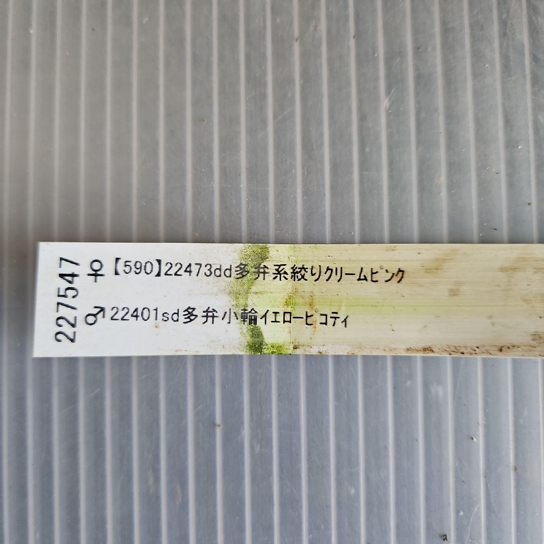 ㉖-641クリスマスローズ