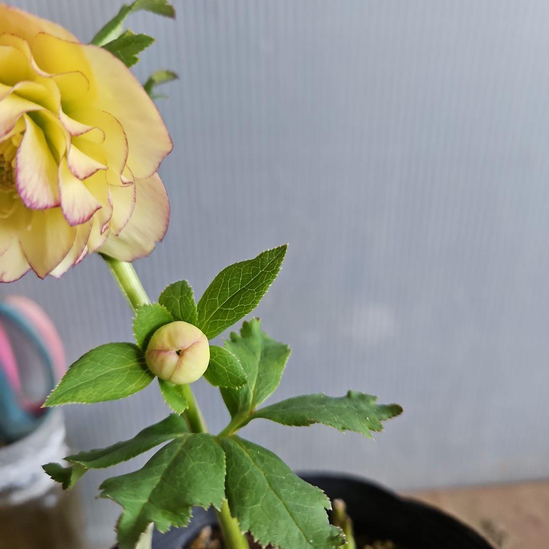 ㉖-641クリスマスローズ