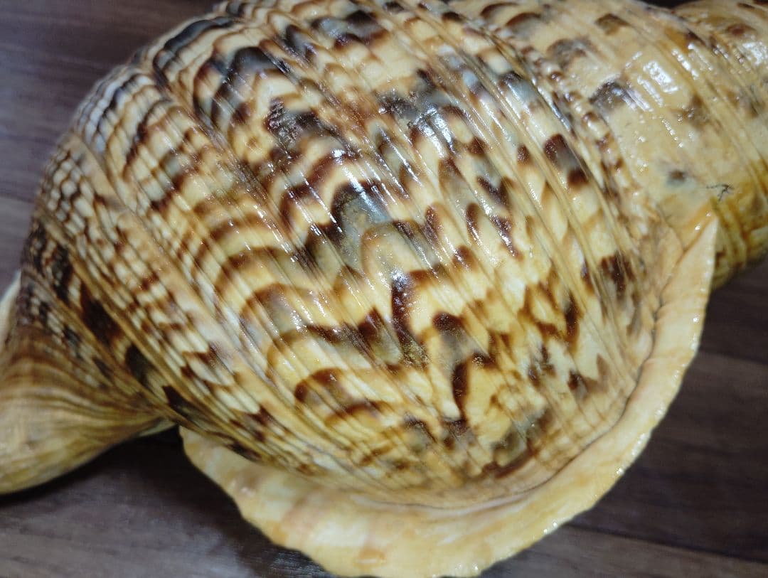 大*郎様 超特大サイズ　沖縄県産　法螺貝　ほら貝　魔除け　置物　約１．４キロ