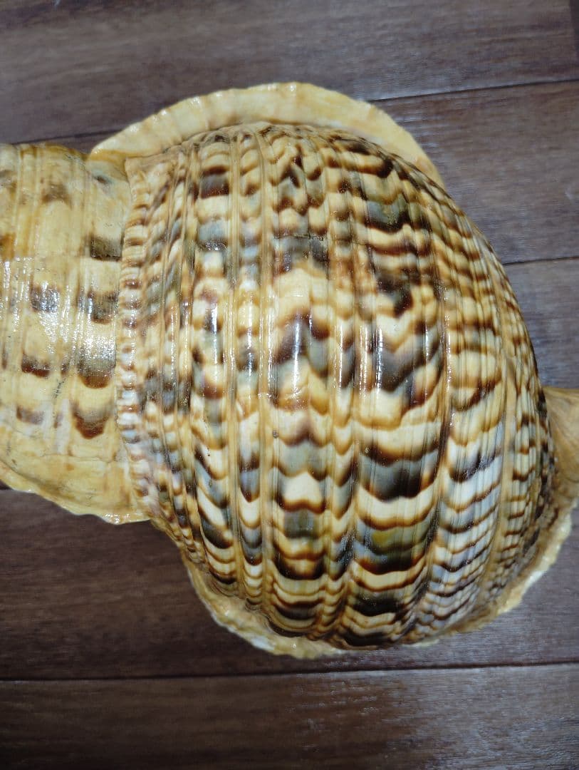 大*郎様 超特大サイズ　沖縄県産　法螺貝　ほら貝　魔除け　置物　約１．４キロ