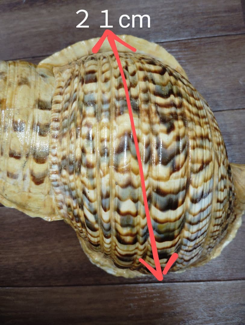 大*郎様 超特大サイズ　沖縄県産　法螺貝　ほら貝　魔除け　置物　約１．４キロ