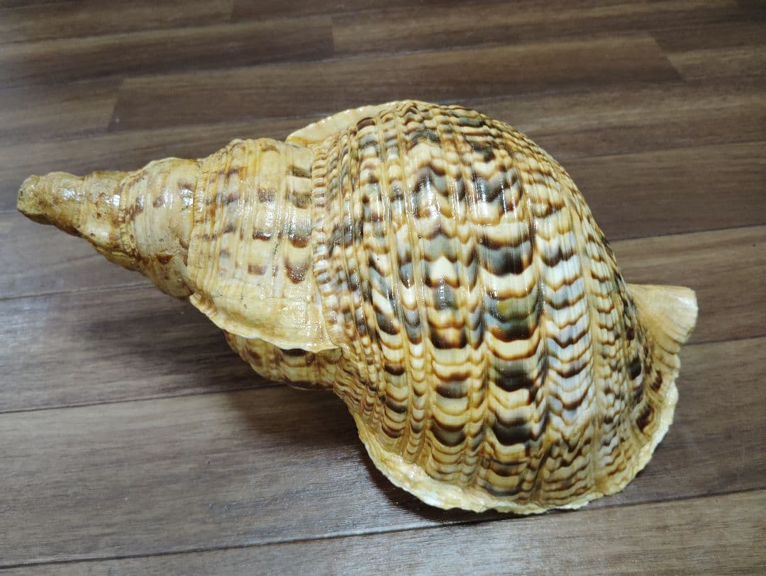 大*郎様 超特大サイズ　沖縄県産　法螺貝　ほら貝　魔除け　置物　約１．４キロ