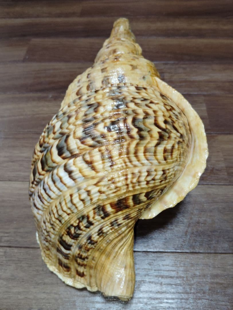 大*郎様 超特大サイズ　沖縄県産　法螺貝　ほら貝　魔除け　置物　約１．４キロ