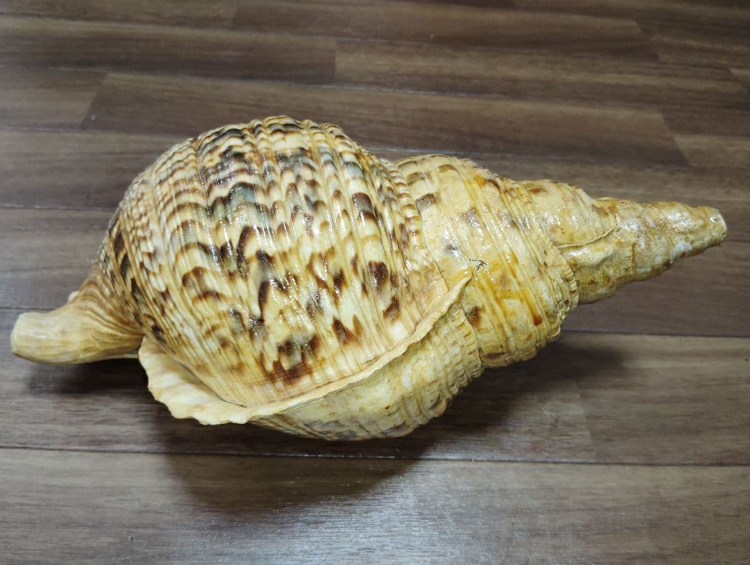 大*郎様 超特大サイズ　沖縄県産　法螺貝　ほら貝　魔除け　置物　約１．４キロ