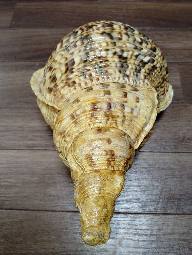 大*郎様 超特大サイズ　沖縄県産　法螺貝　ほら貝　魔除け　置物　約１．４キロ