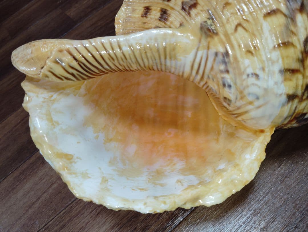 大*郎様 超特大サイズ　沖縄県産　法螺貝　ほら貝　魔除け　置物　約１．４キロ