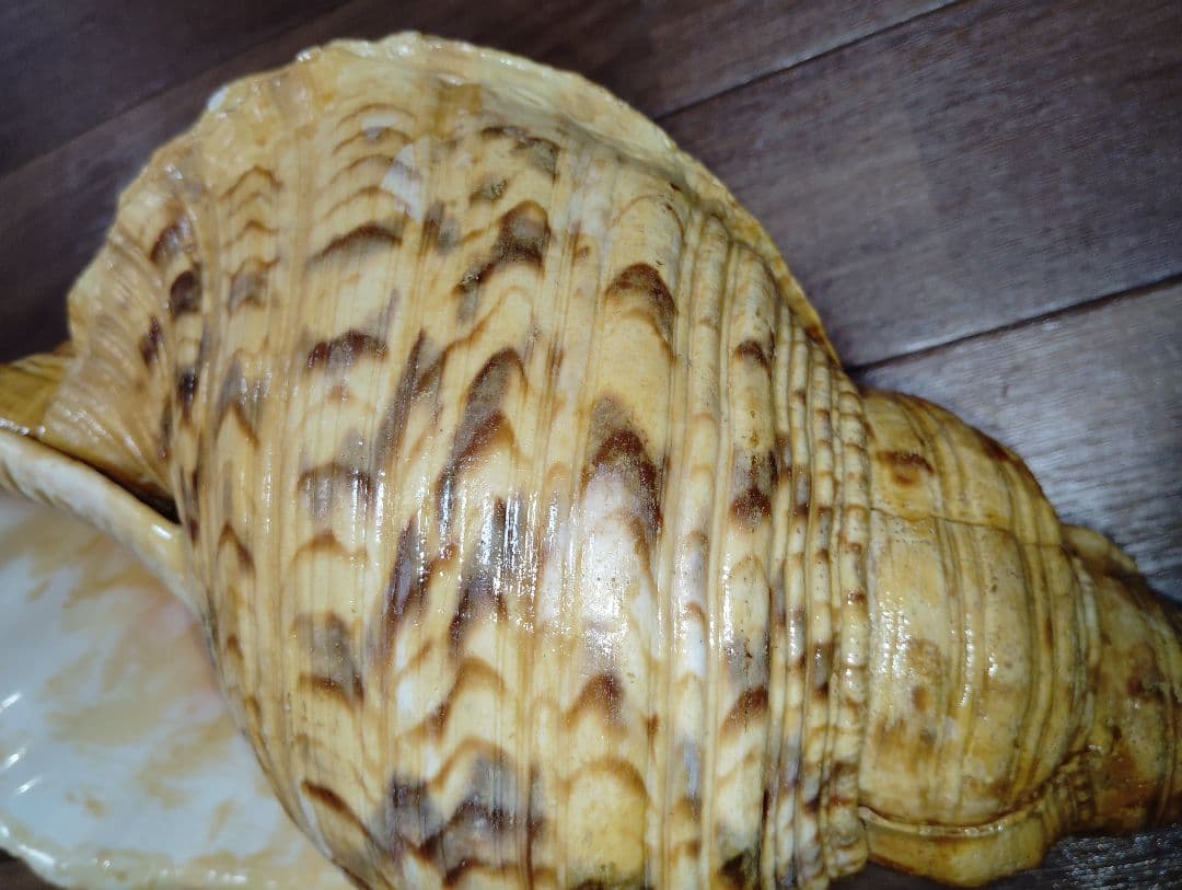 大*郎様 超特大サイズ　沖縄県産　法螺貝　ほら貝　魔除け　置物　約１．４キロ