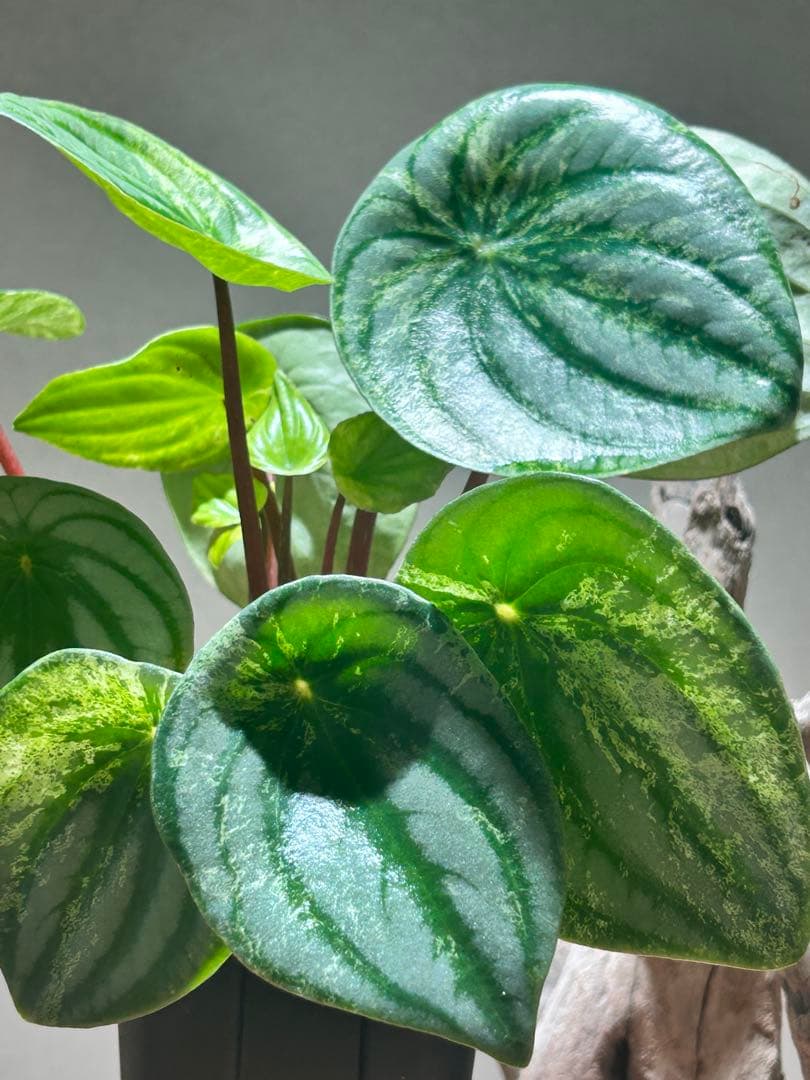 激レア！ペペロミア　雪兎　サンデルシー斑入り