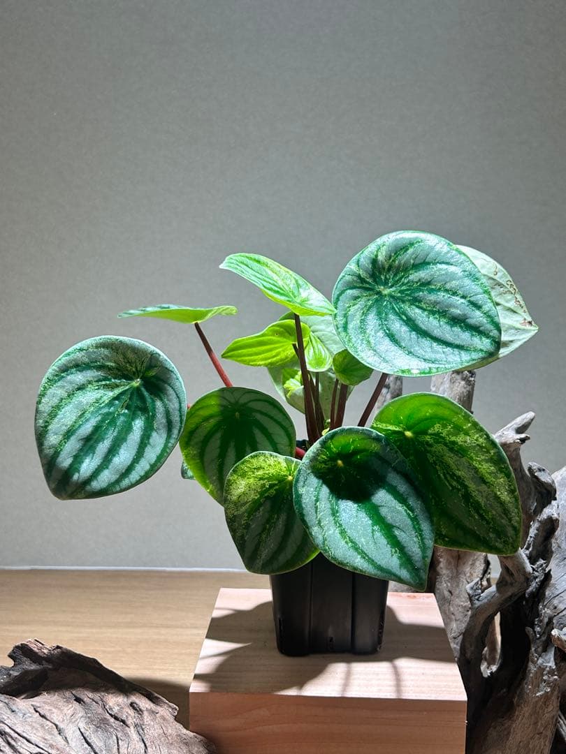 激レア！ペペロミア　雪兎　サンデルシー斑入り