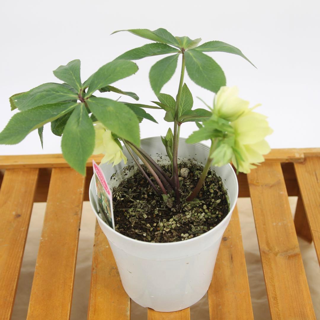 白プラ鉢5号 八重咲きクリスマスローズ　6鉢