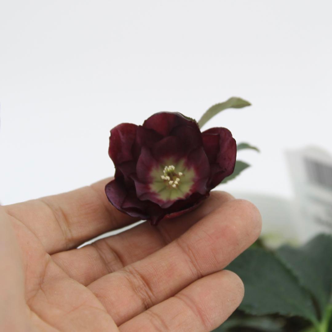 白プラ鉢5号 八重咲きクリスマスローズ　6鉢