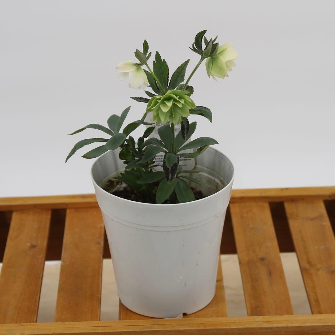 白プラ鉢5号 八重咲きクリスマスローズ　6鉢