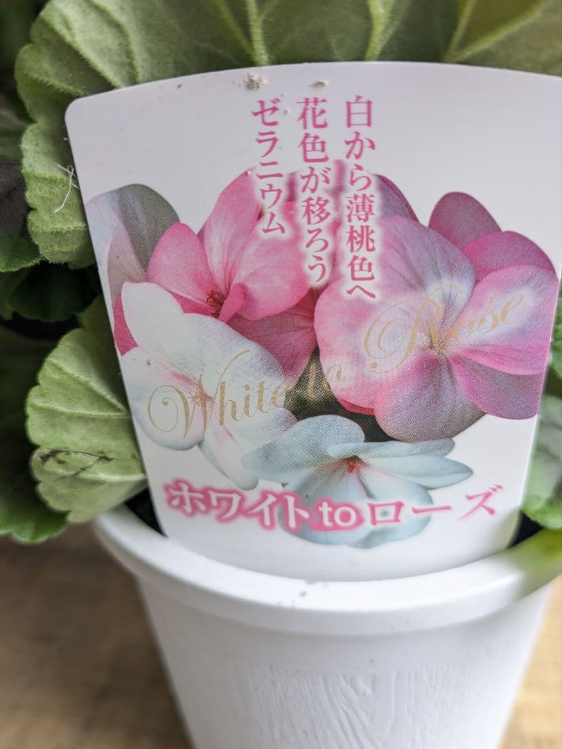 ありがとうございます　完売しました