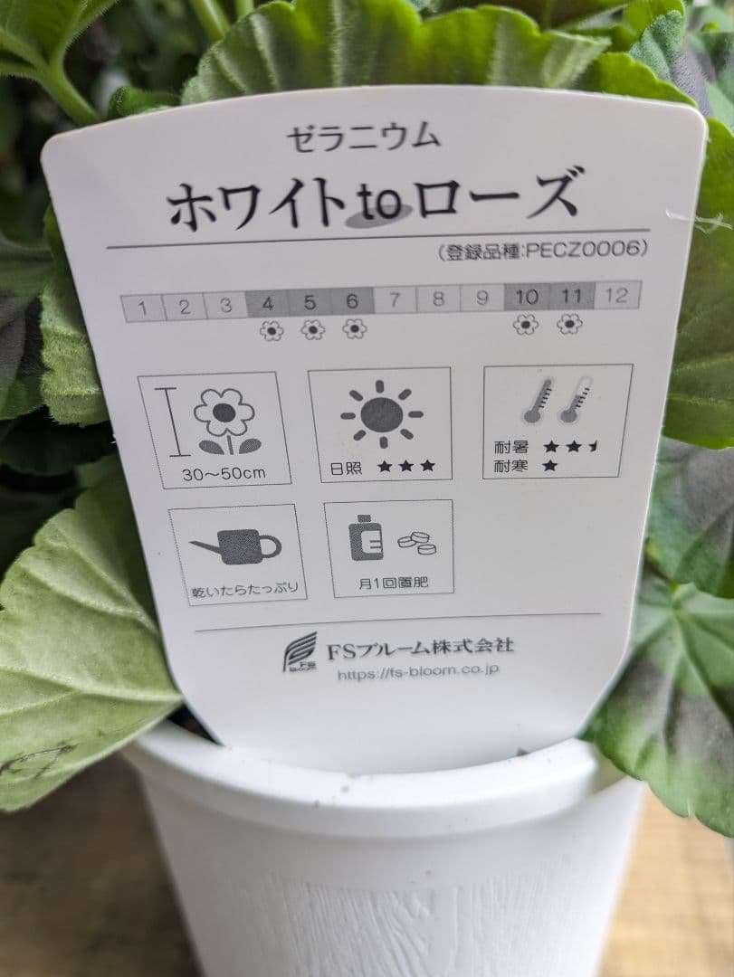 ありがとうございます　完売しました