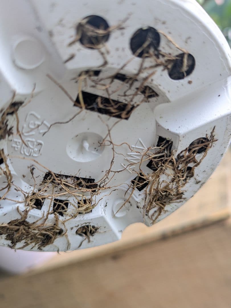 ありがとうございます　完売しました