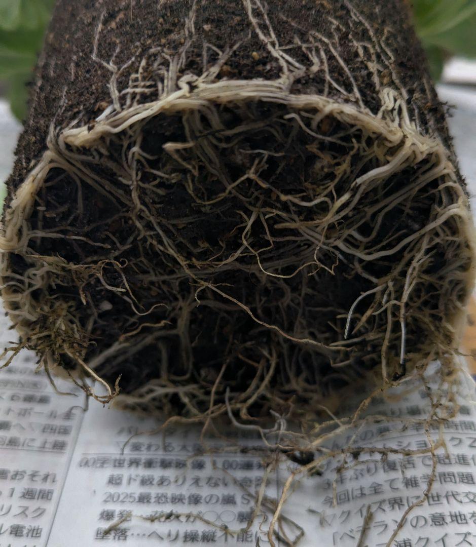 ありがとうございます　完売しました