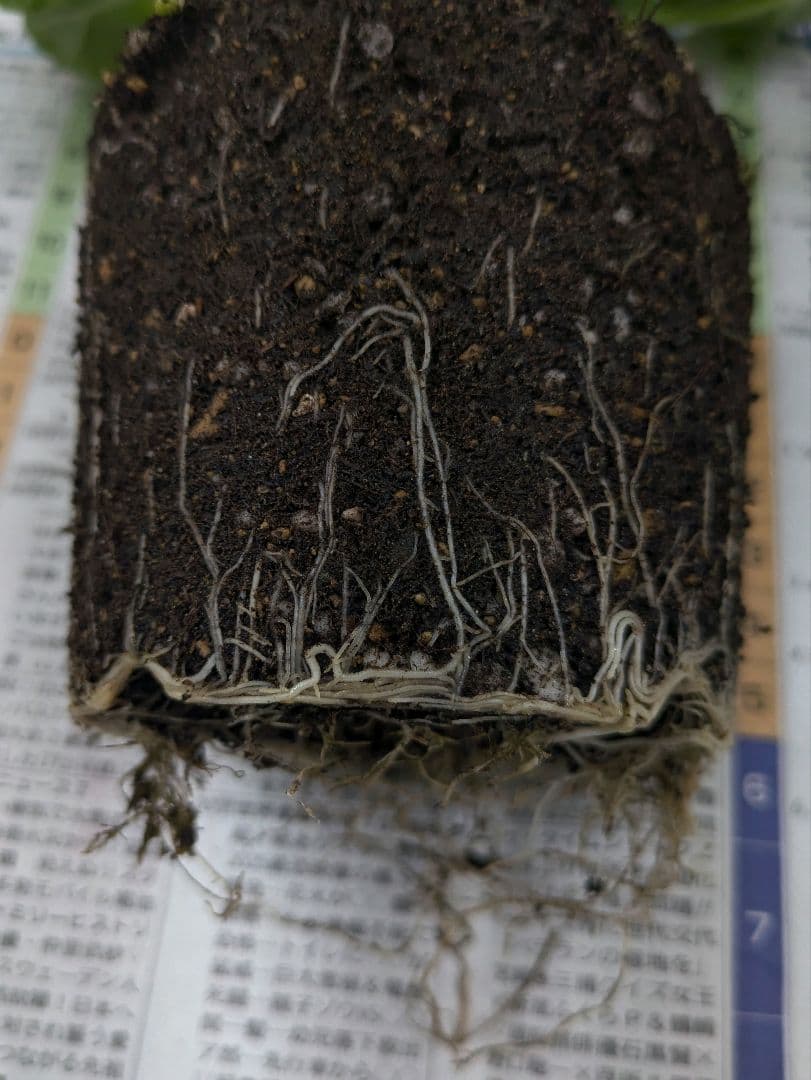 ありがとうございます　完売しました