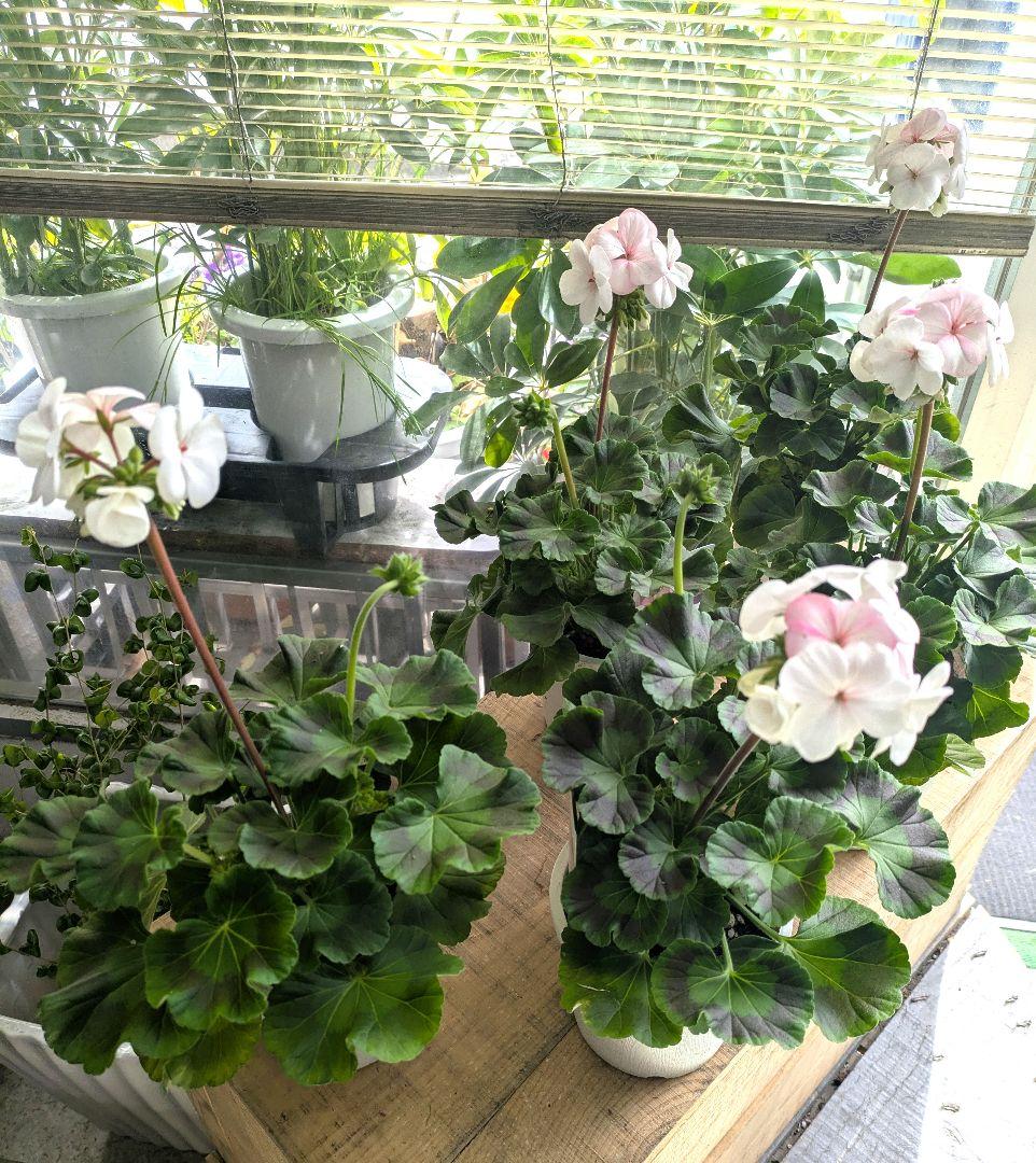 ありがとうございます　完売しました