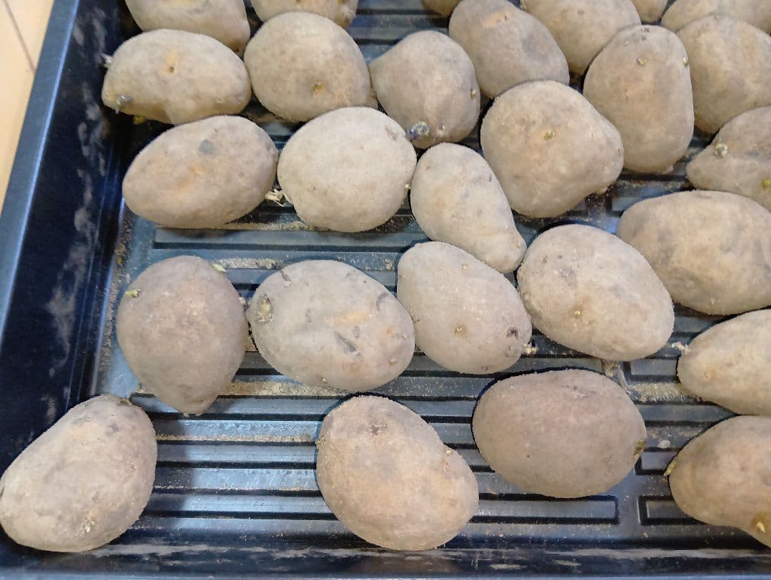 6kg m33 インカのめざめ 種芋