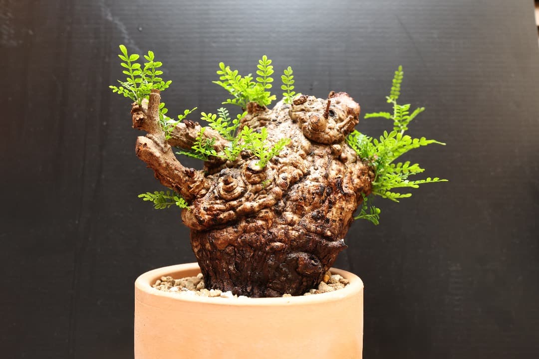 【時間限定値下げ】オペルクリカリアパキプス