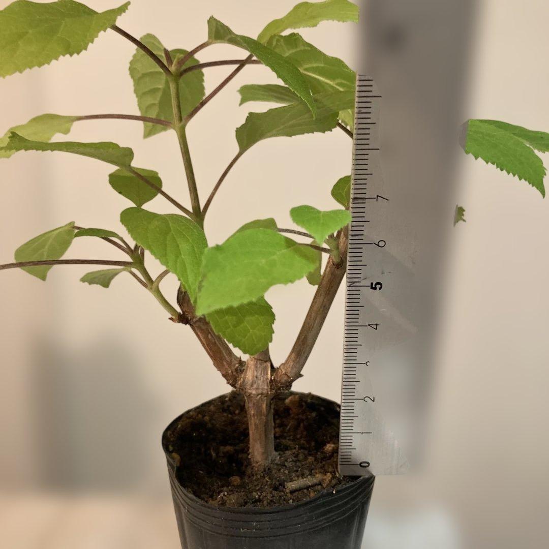 紫陽花アナベル挿し木苗⑫