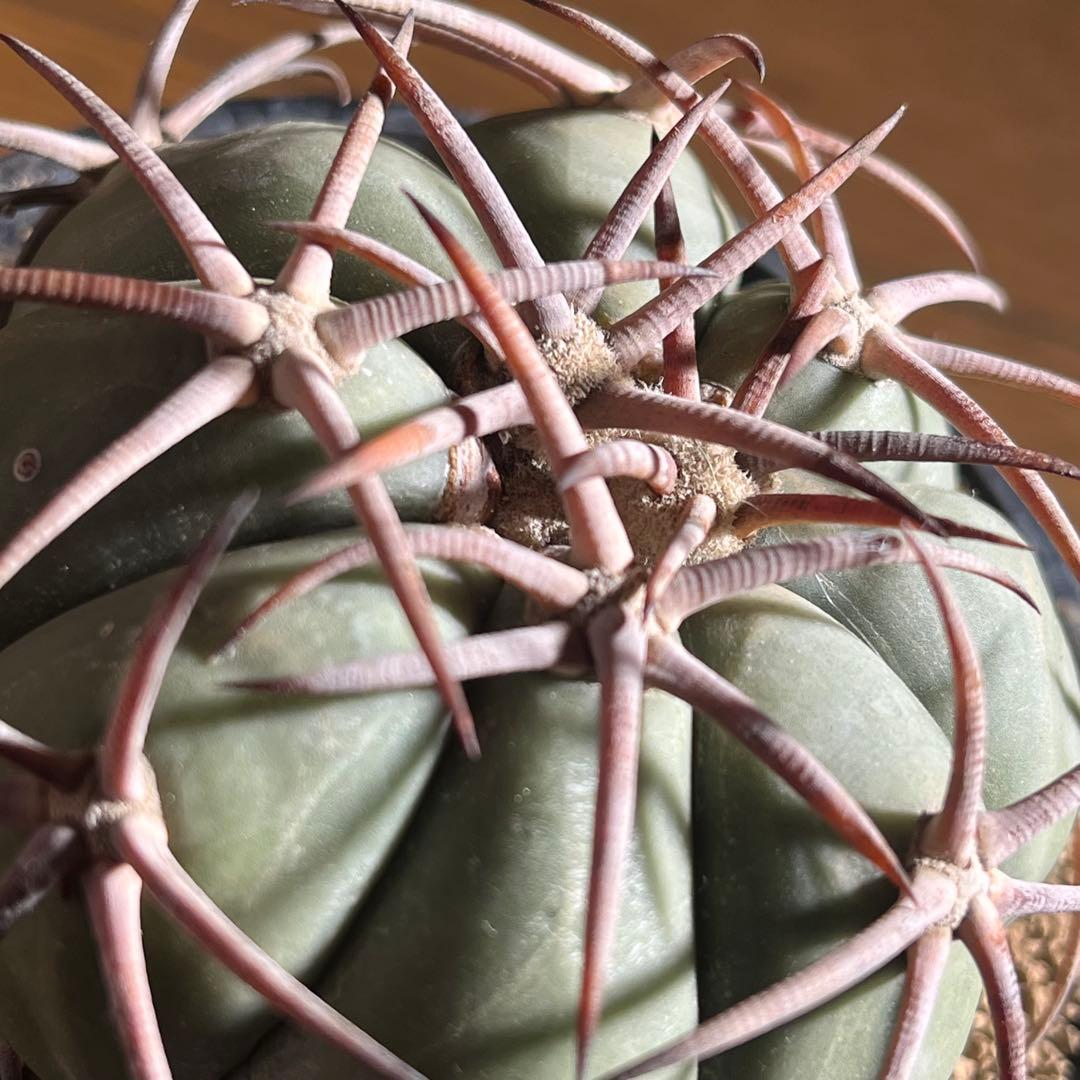 テ*ド様 エキノカクタス 花王丸 実生 太棘(翠平丸、雷帝)