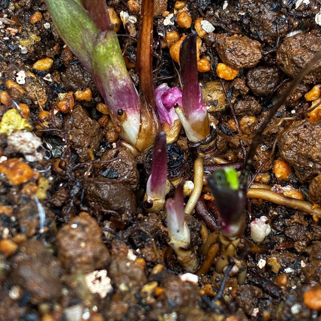 3777 ☘️2年間管理株☘️⭐️ムルチ×リグリクス⭐️超小輪⭐️大木ナーセリー⭐️