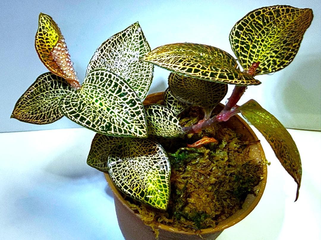 ２苗【アネクトキルス・ロクスバーギー】★★ジュエルオーキッド　宝石蘭