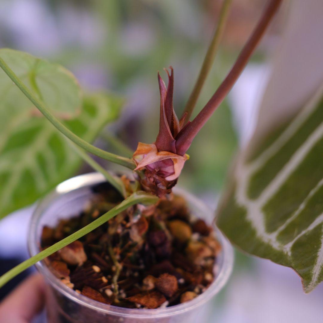 A.Red Crystallinum × Silver Blush②