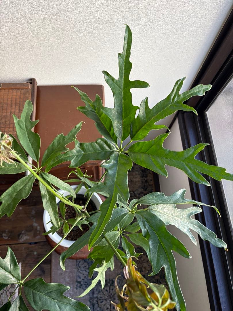 シェフレラ ノヴァ 6号鉢 ②