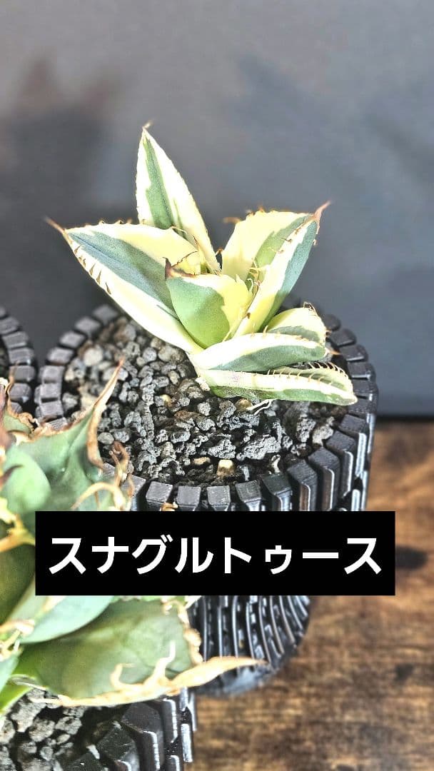 アガベ 人気品種3株セット スナグルトゥース シーザー 魔丸 B