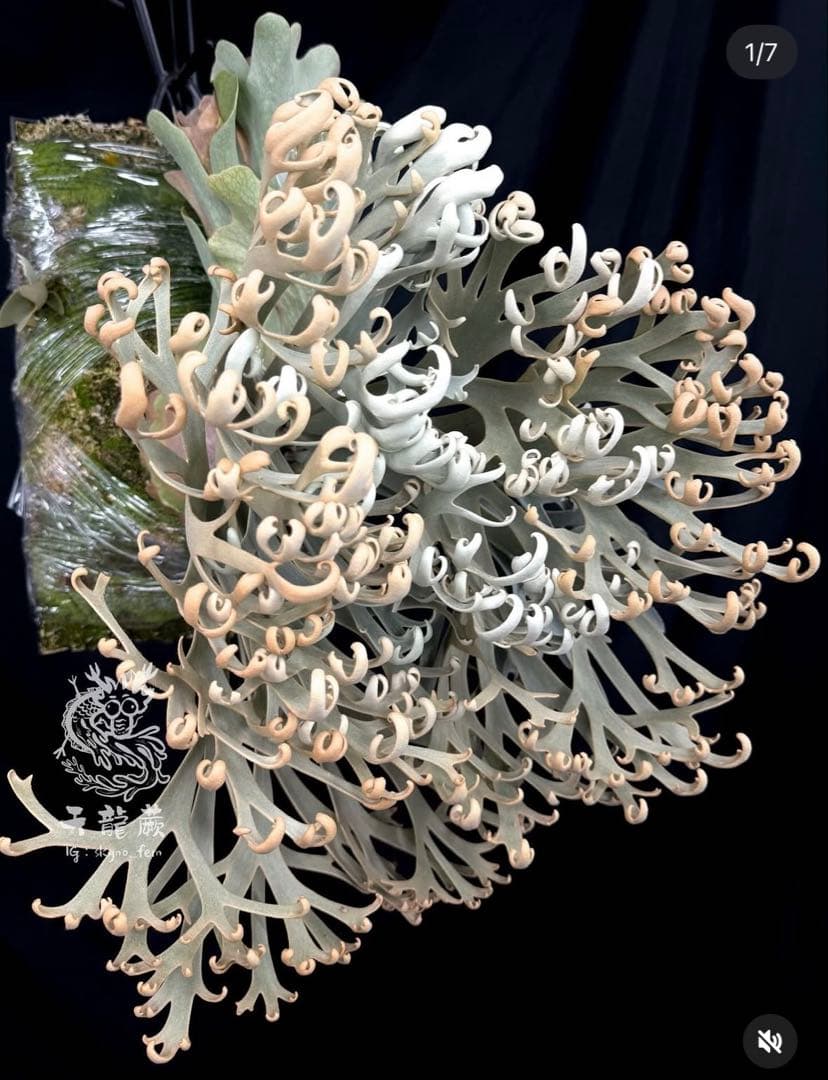 P. willinckii \"Padparadscha\" 親株