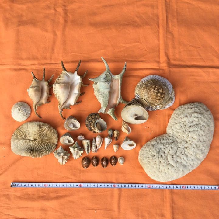 値下げ　クサビライシ、スイジガイ、クモガイ　アソート