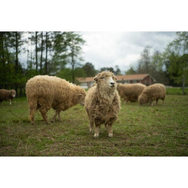 46　初期型　ジュピター 8 　2/50 L39　メタル製フード、フィルター付