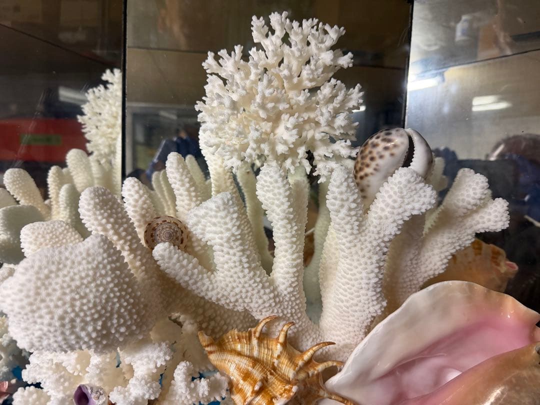 珊瑚　置物　大型　オブジェ　アンティーク　熱帯魚水槽にも　らくらく頼める便で安心