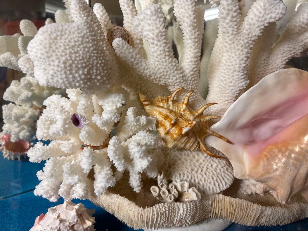 珊瑚　置物　大型　オブジェ　アンティーク　熱帯魚水槽にも　らくらく頼める便で安心